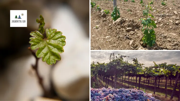 Виноробство на Закарпатті