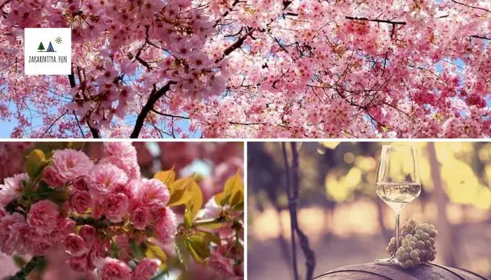 Виноробство на Закарпатті