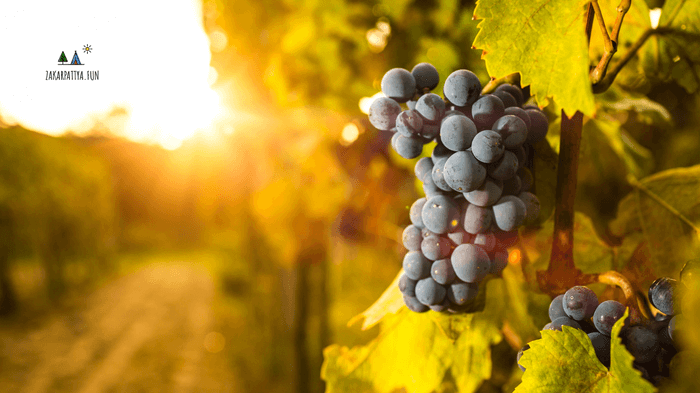 vinorobstvo na zakarpatti 6 1