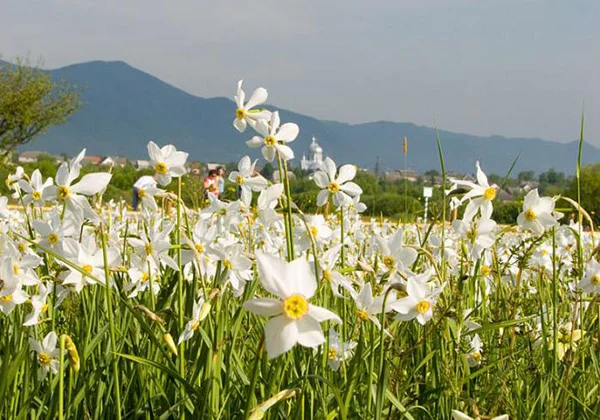 Весняні Карпати